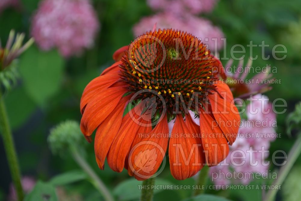 Echinacea Cheyenne Spirit (Coneflower) 6 