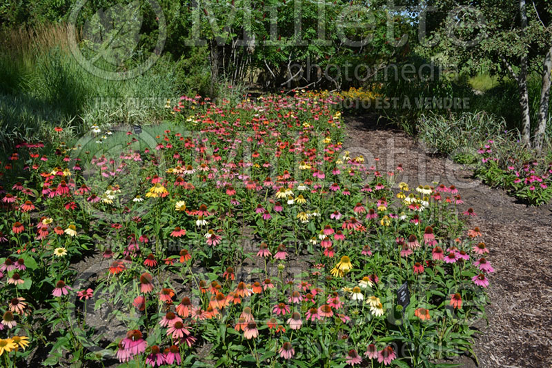 Echinacea Cheyenne Spirit (Coneflower) 1 