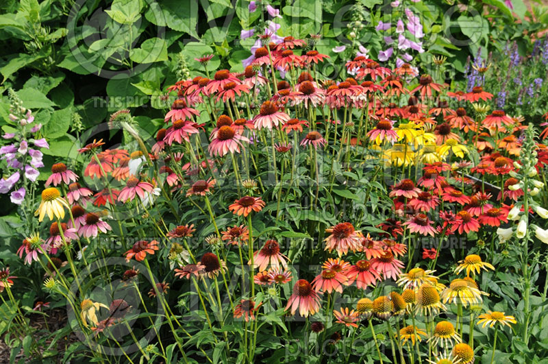 Echinacea Cheyenne Spirit (Coneflower) 5 