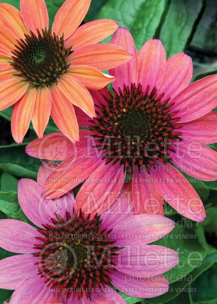 Echinacea Cheyenne Spirit (Coneflower) 3 