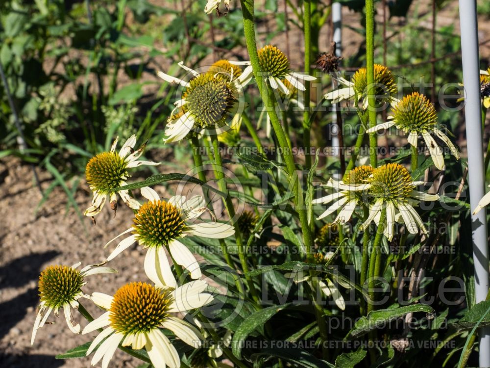 Echinacea Cleopatra (Coneflower) 2