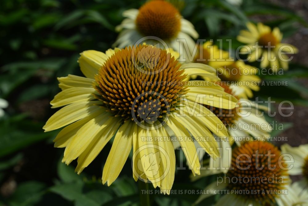 Echinacea Cleopatra (Coneflower) 1