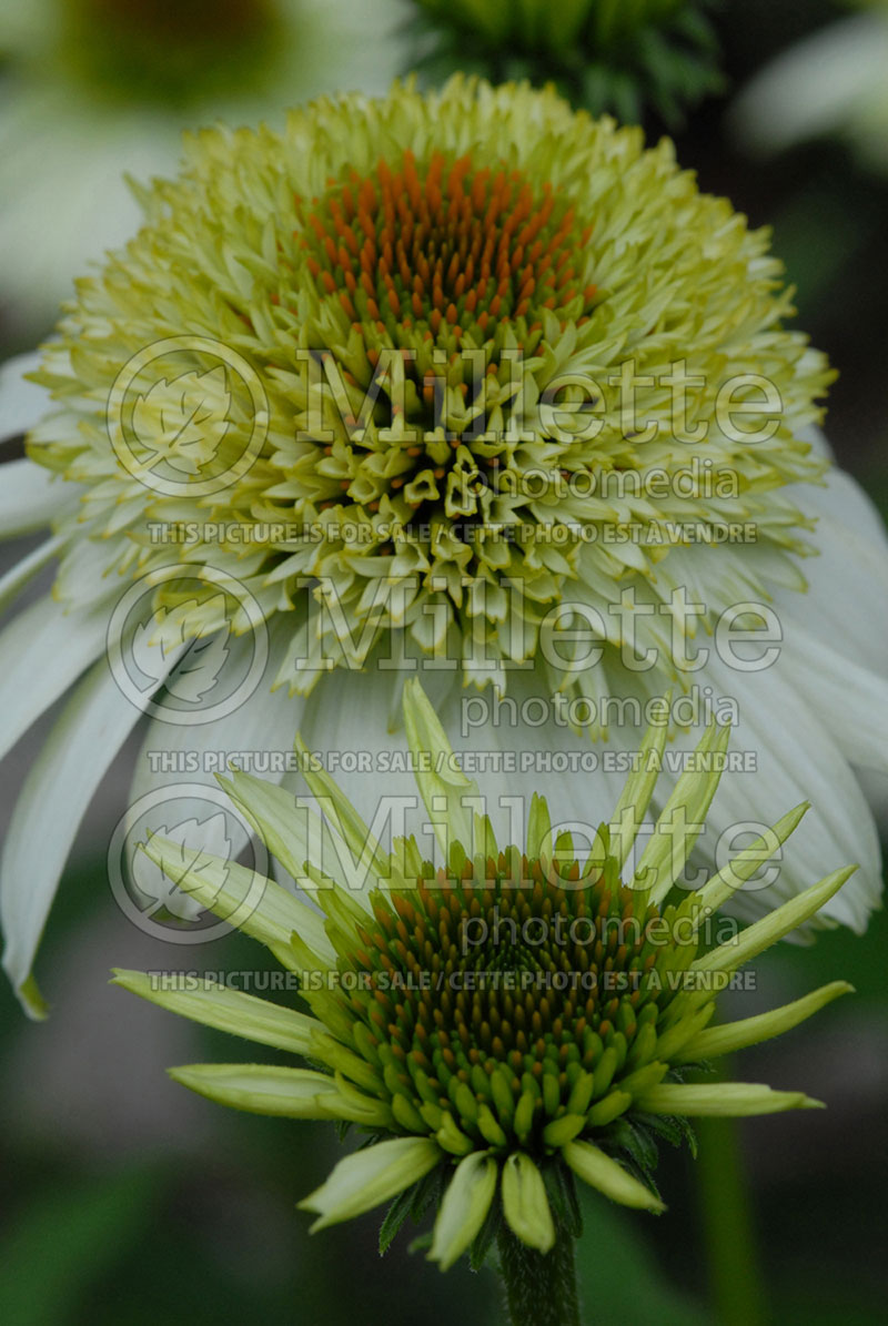 Echinacea Coconut Lime (Coneflower) 3 