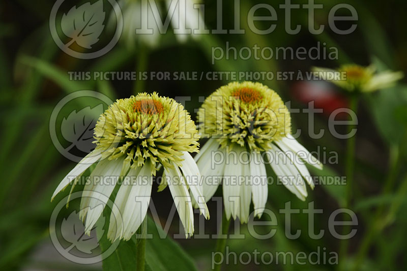 Echinacea Coconut Lime (Coneflower) 2 