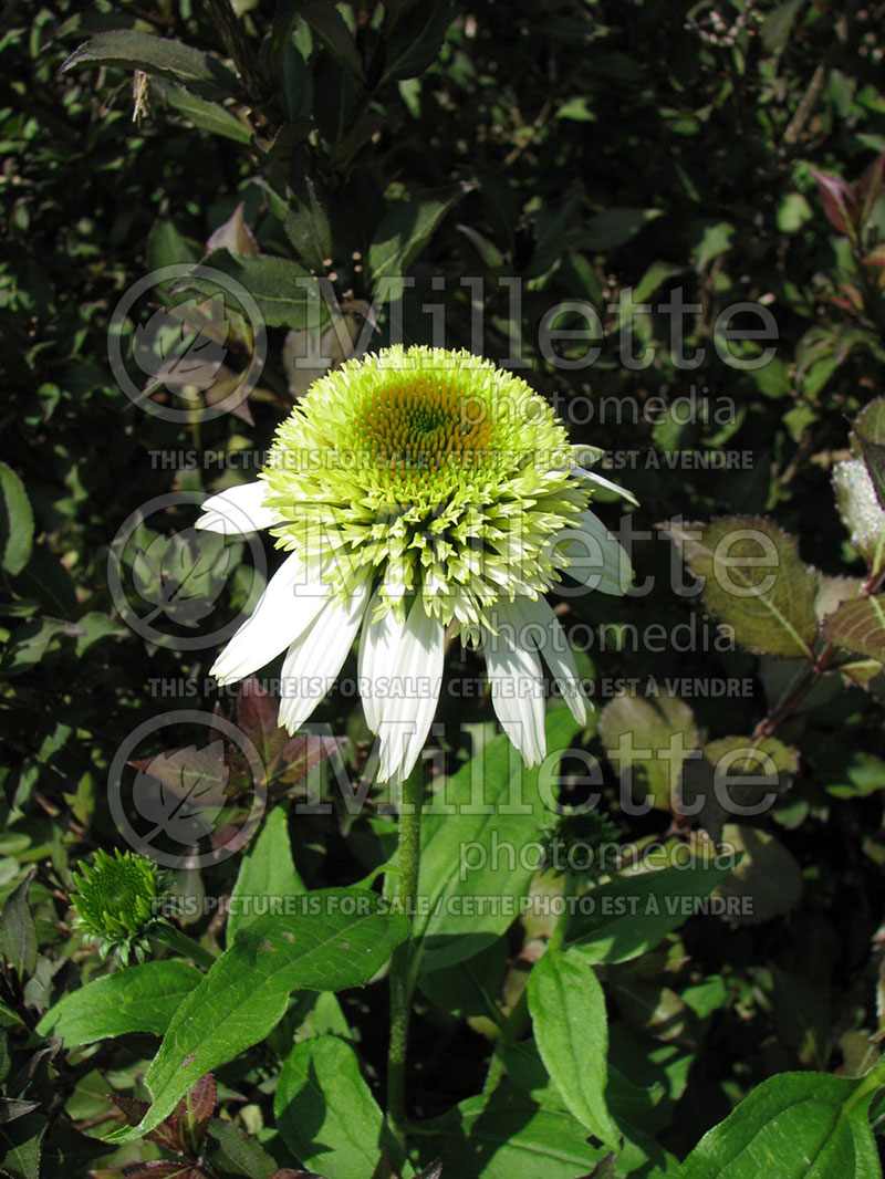 Echinacea Coconut Lime (Coneflower) 4