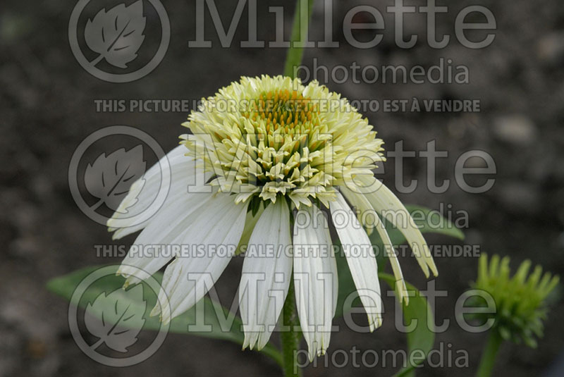 Echinacea Coconut Lime (Coneflower) 6