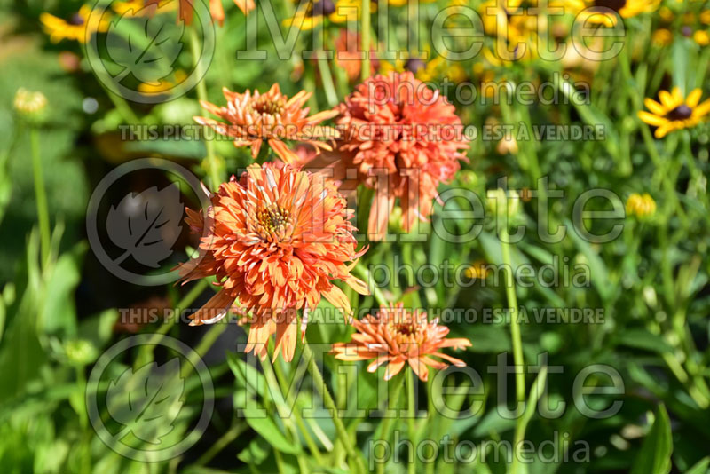 Echinacea Colorburst Orange (Coneflower) 2 