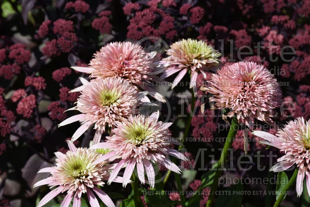 Echinacea Cone-fections Cherry Fluff (Coneflower) 1 