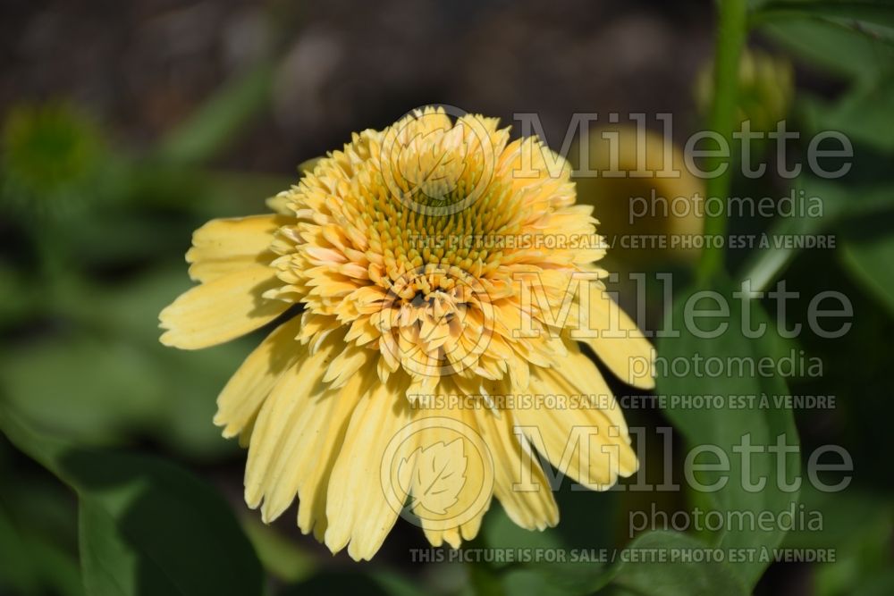 Echinacea Cone-fections Lemon Drop (Coneflower) 1 