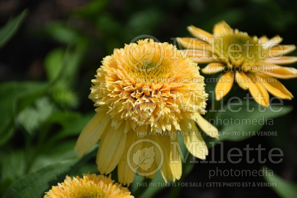 Echinacea Cone-fections Lemon Drop (Coneflower) 2 