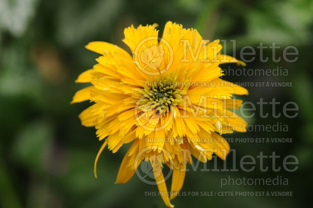 Echinacea Cone-fections Marmalade (Coneflower) 1 