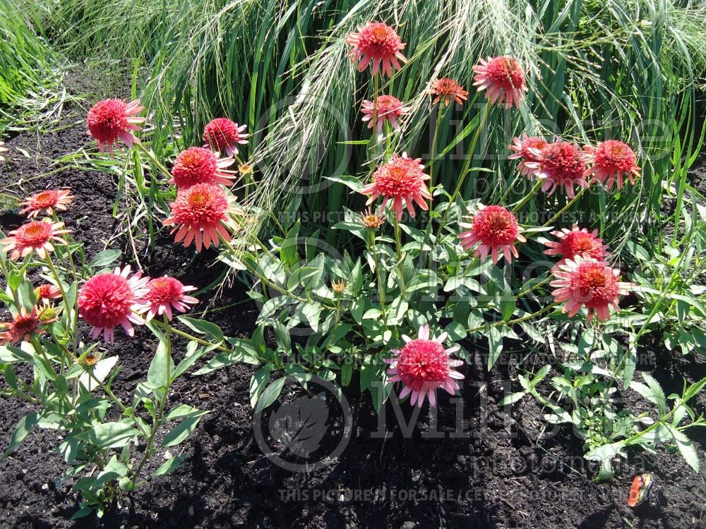 Echinacea Coral Reef (Coneflower) 1 