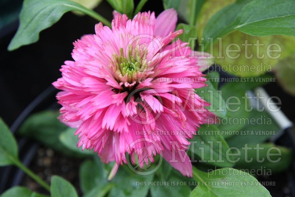 Echinacea Cotton Candy (Coneflower) 1