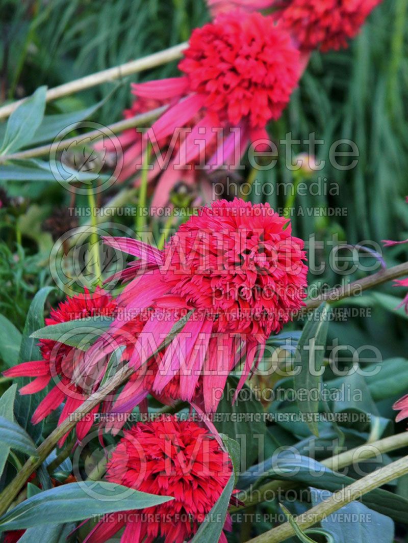 Echinacea Cranberry Cupcake (Coneflower)  2