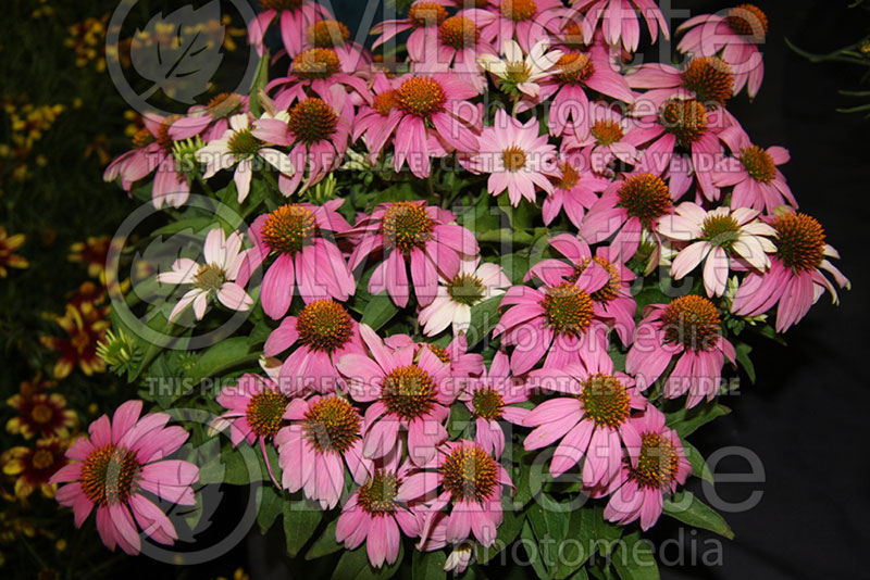 Echinacea Crazy Pink aka Adam Saul (Coneflower) 1