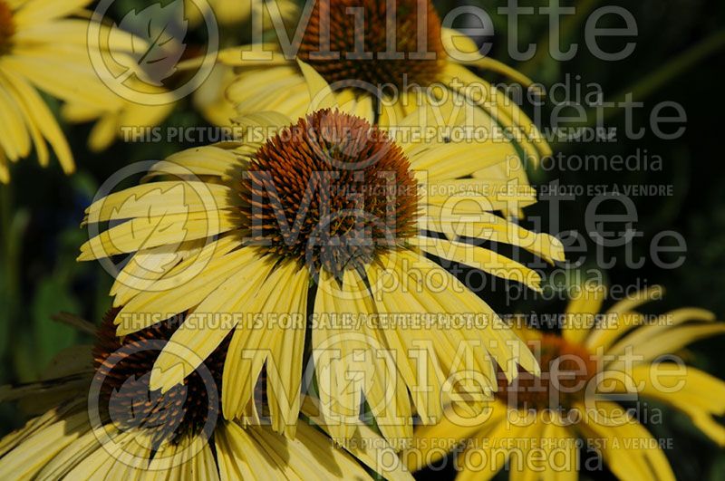 Echinacea Daydream (Coneflower)  3