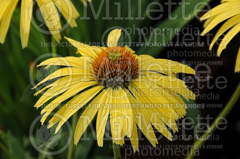 Echinacea Daydream (Coneflower)  2