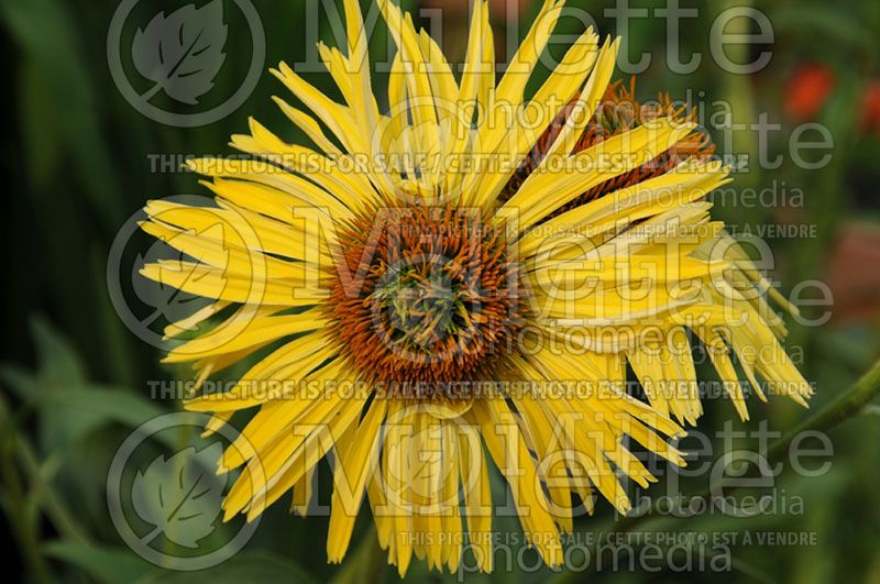 Echinacea Daydream (Coneflower)  1