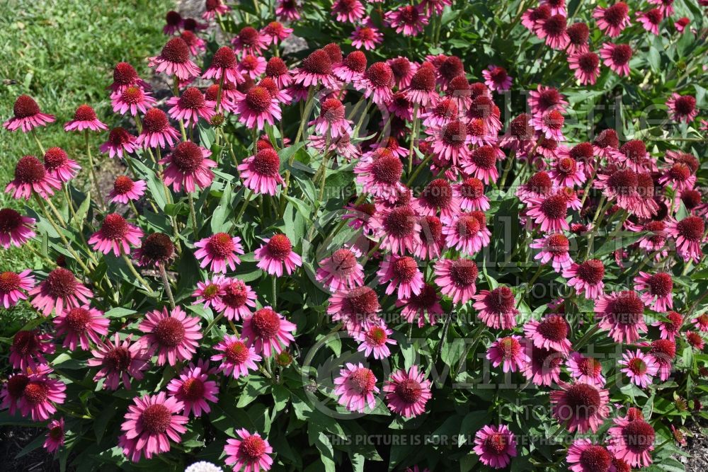 Echinacea Delicious Candy (Coneflower) 1 