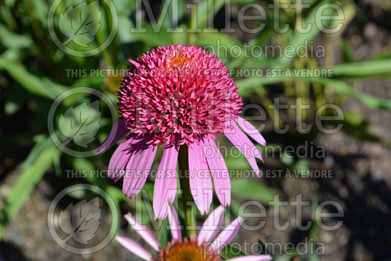 Echinacea Double Scoop Bubble Gum ou Balscblum (Coneflower) 1 