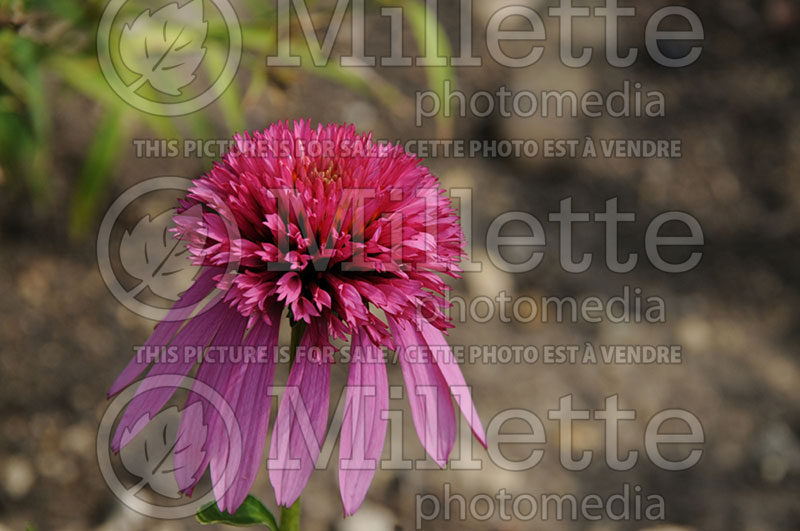 Echinacea Double Scoop Bubble Gum ou Balscblum (Coneflower) 2 