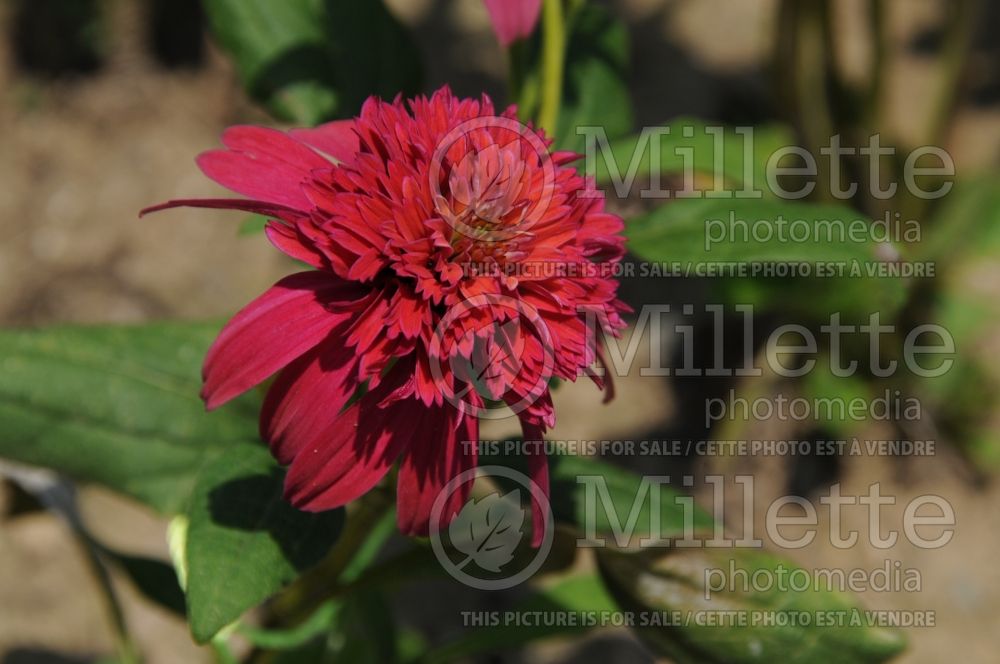 Echinacea Double Scoop Cranberry or Balscanery (Coneflower) 1 