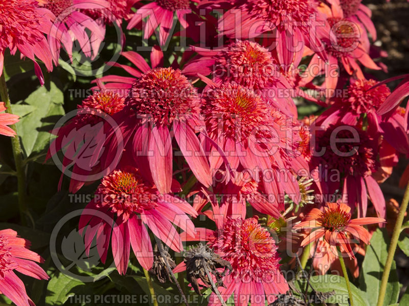 Echinacea Double Scoop Mandarin (Coneflower) 1