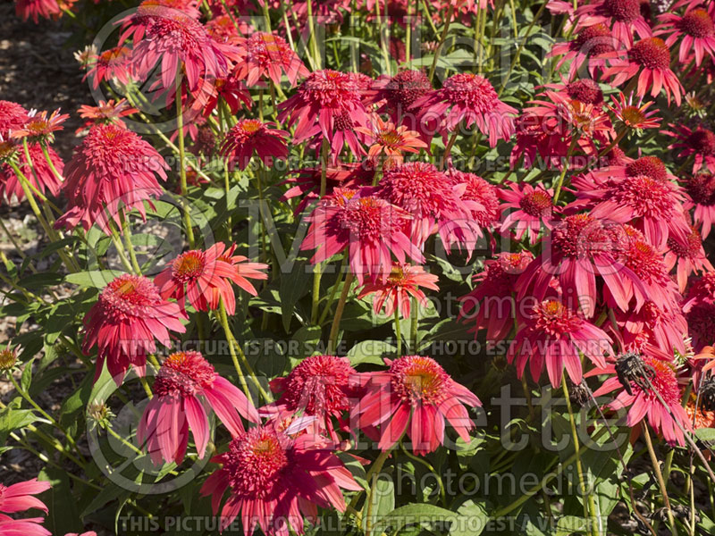 Echinacea Double Scoop Mandarin (Coneflower) 2