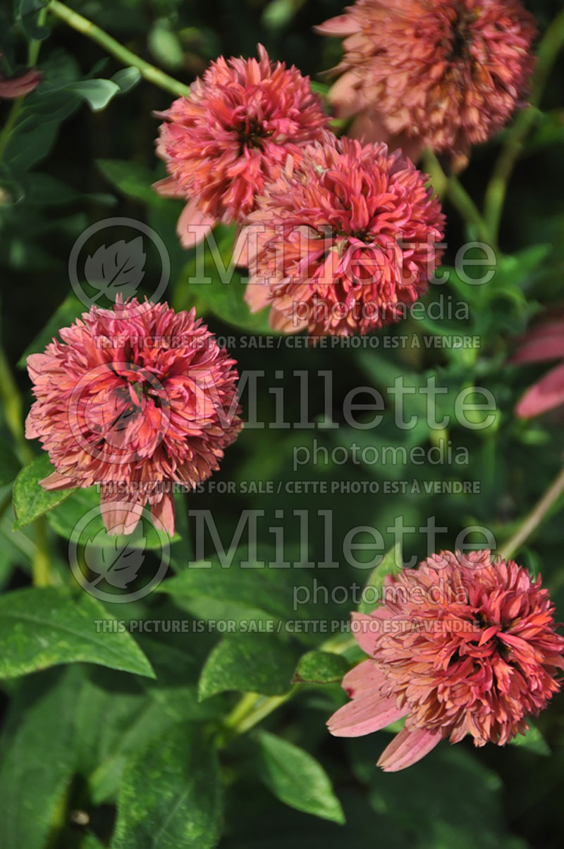 Echinacea Double Scoop Raspberry or Balsceras (Coneflower) 1 