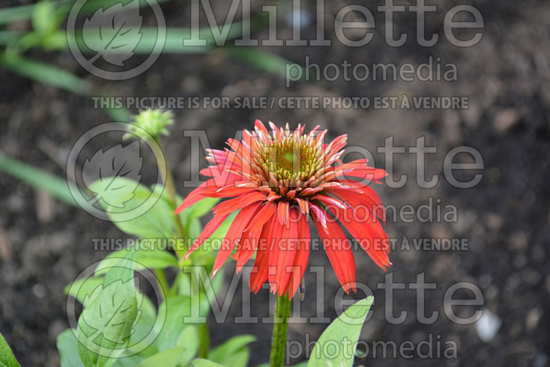 Echinacea Double Scoop Raspberry or Balsceras (Coneflower) 7 