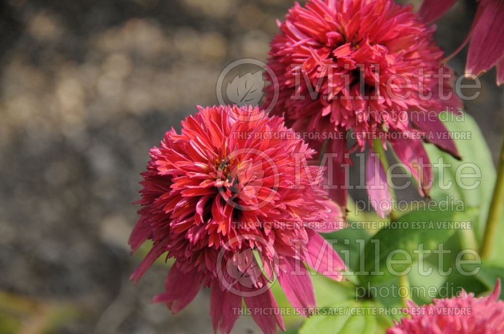 Echinacea Double Scoop Raspberry or Balsceras (Coneflower) 5 