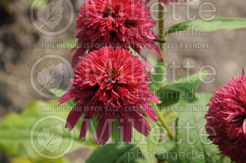 Echinacea Double Scoop Raspberry or Balsceras (Coneflower) 4 