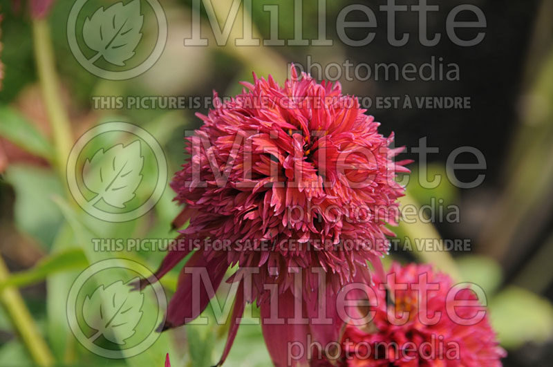 Echinacea Double Scoop Raspberry or Balsceras (Coneflower) 6 