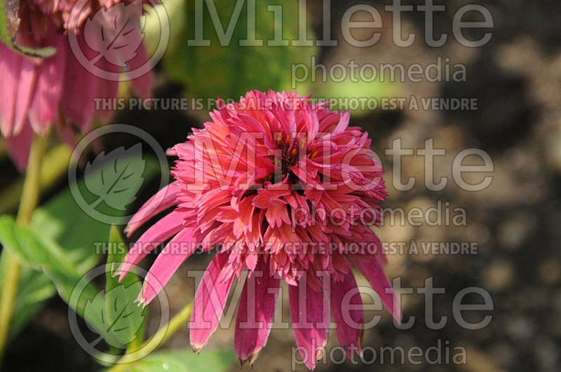 Echinacea Double Scoop Raspberry or Balsceras (Coneflower) 3 