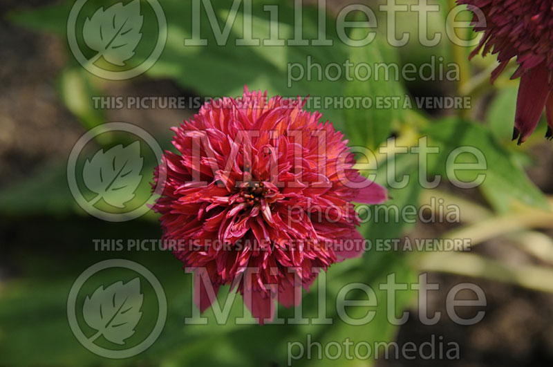 Echinacea Double Scoop Raspberry or Balsceras (Coneflower) 2 