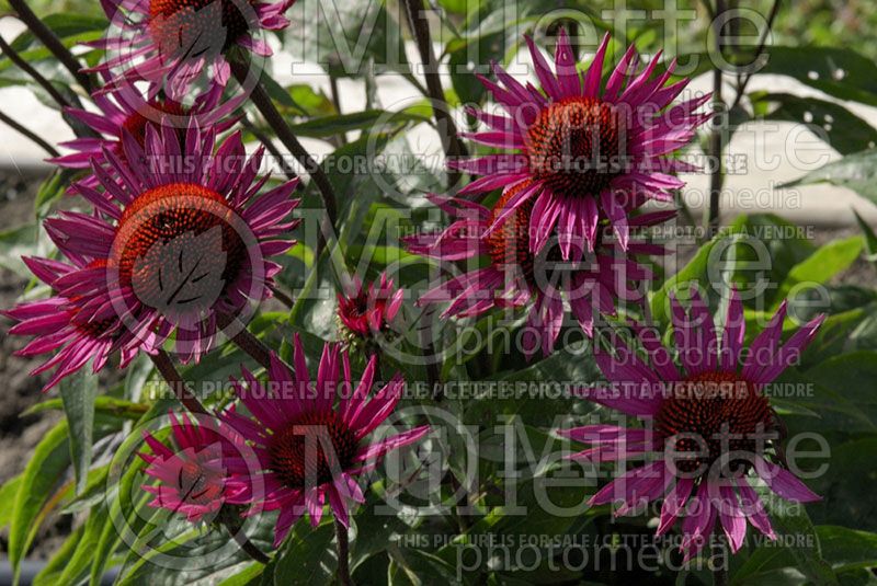 Echinacea Fatal Attraction (Coneflower) 2 