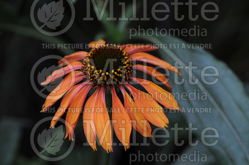 Echinacea Firebird (Coneflower) 2 