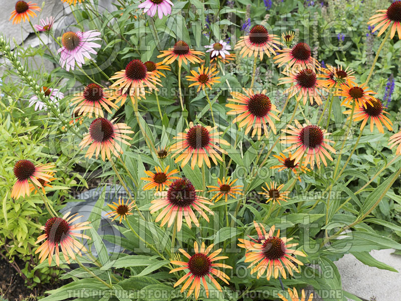 Echinacea Flame Thrower (Coneflower) 2