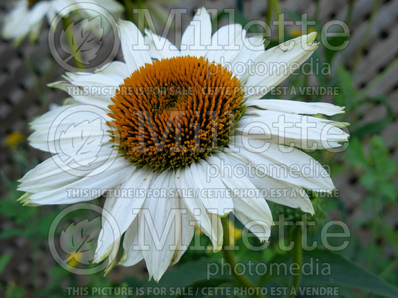 Echinacea Fragrant Angel (Coneflower) 1 