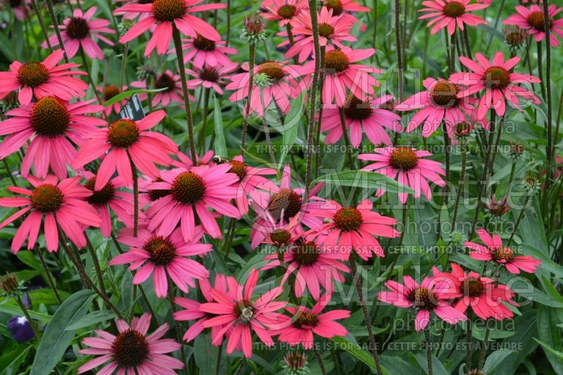 Echinacea Glowing Dream (Coneflower) 3 