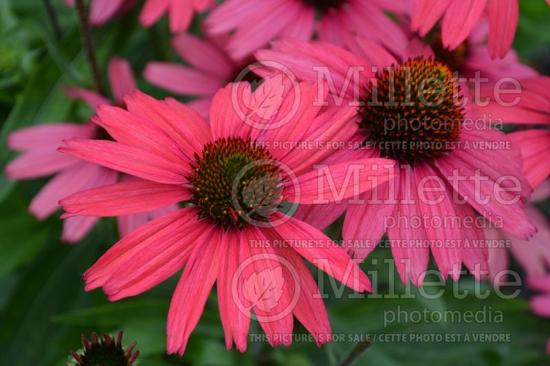 Echinacea Glowing Dream (Coneflower) 4 