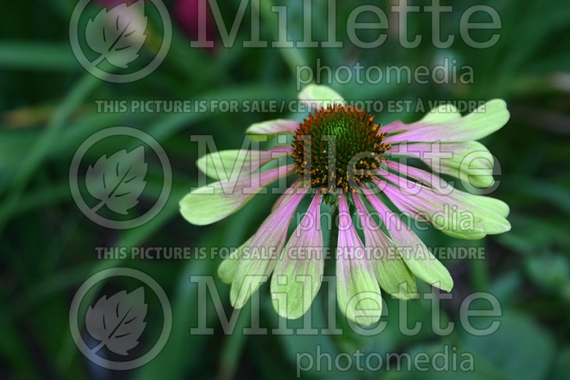 Echinacea Green Envy (Coneflower) 1 