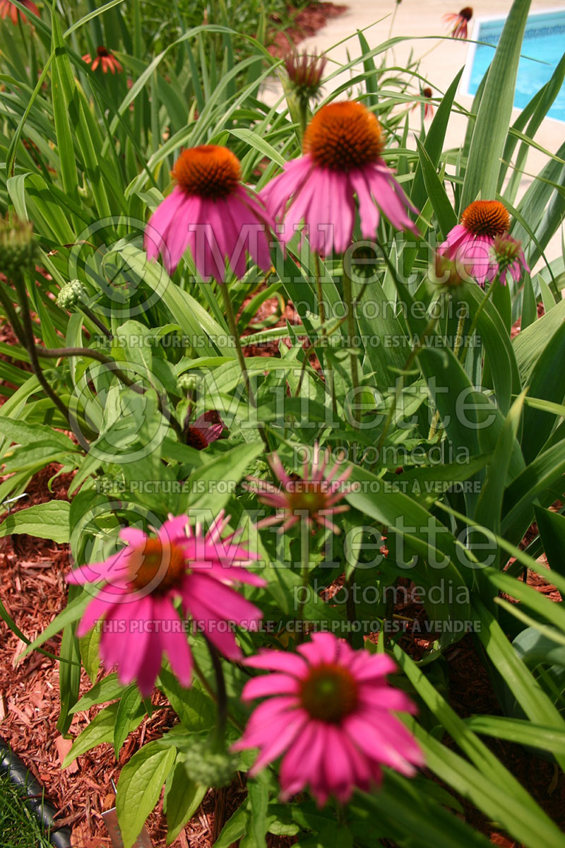 Echinacea Green Eyes (Coneflower) 1