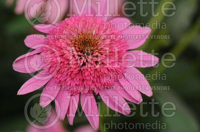 Echinacea Gum Drop (Coneflower) 1 