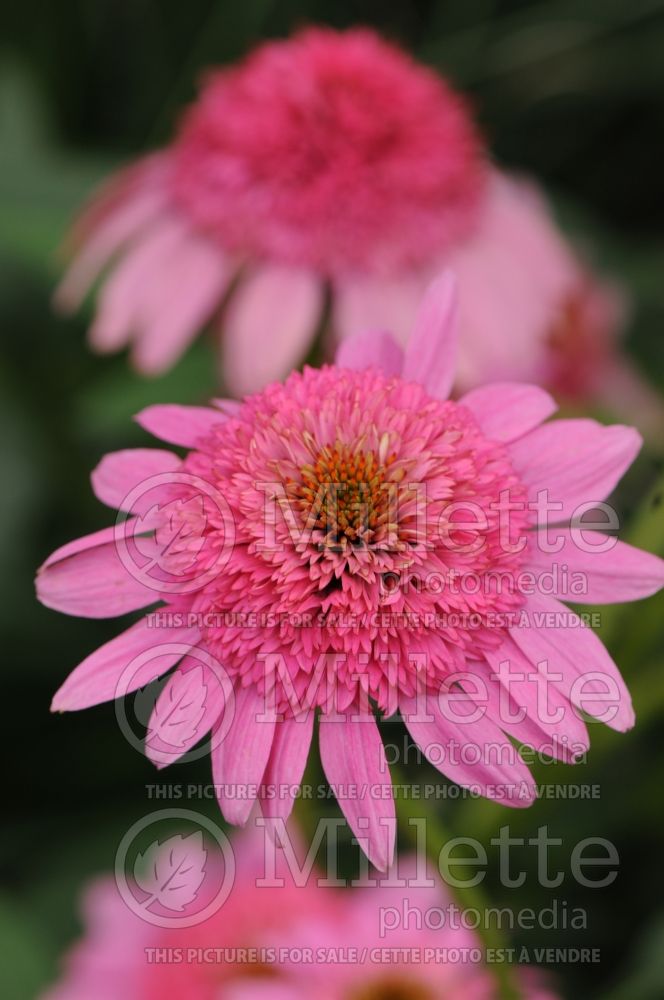 Echinacea Gum Drop (Coneflower) 2 