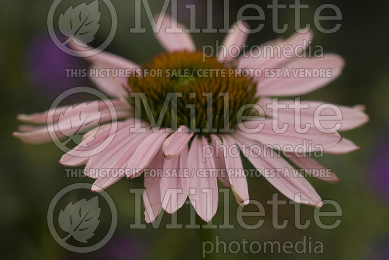 Echinacea Hope (Coneflower) 1