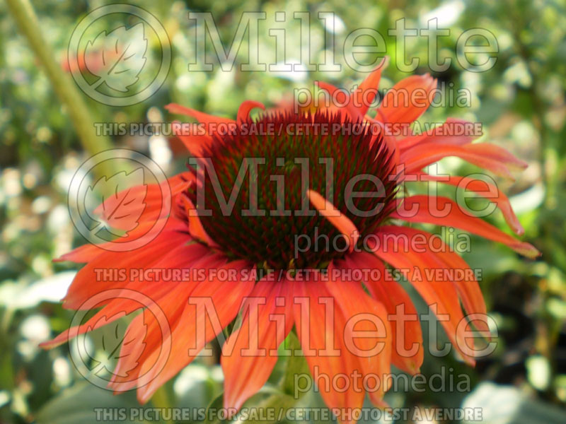 Echinacea Hot Lava (Coneflower) 1 