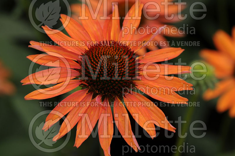 Echinacea Hot Lava (Coneflower) 2 