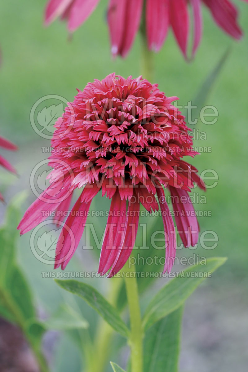 Echinacea Hot Papaya (Coneflower)  3