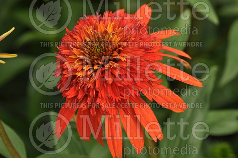 Echinacea Hot Papaya (Coneflower) 4 